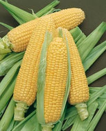 1/4 lb. Bodacious Sweet Corn Seeds