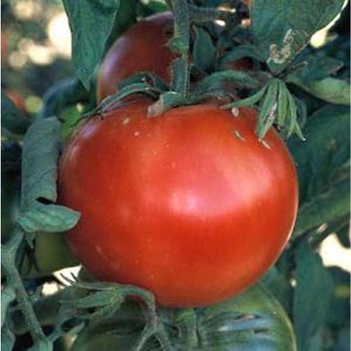 Bonnie Best Tomato Seeds