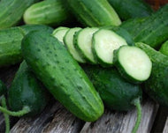 Boston Pickling Cucumber