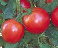 Bradley Tomato Seeds