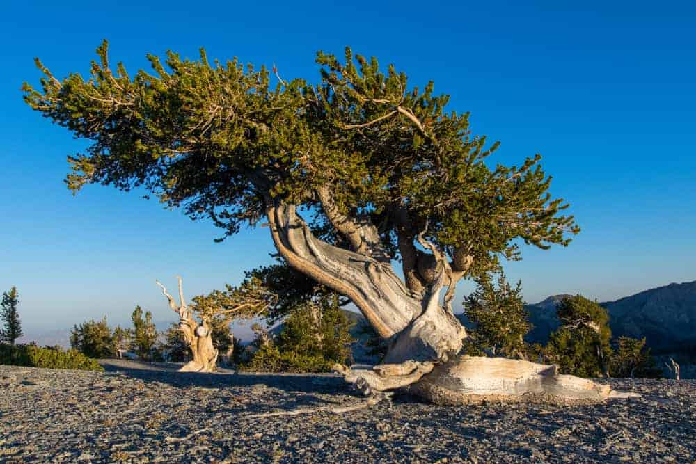 Bristlecone Pine Tree Seeds