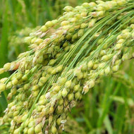 Brown Top Millet Seeds 1 lb.
