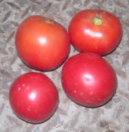Burgandy Traveler Tomato Seeds