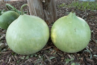 Bushel Gourd Seeds