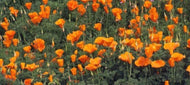 California Poppy