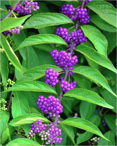 Callicarpa Americana