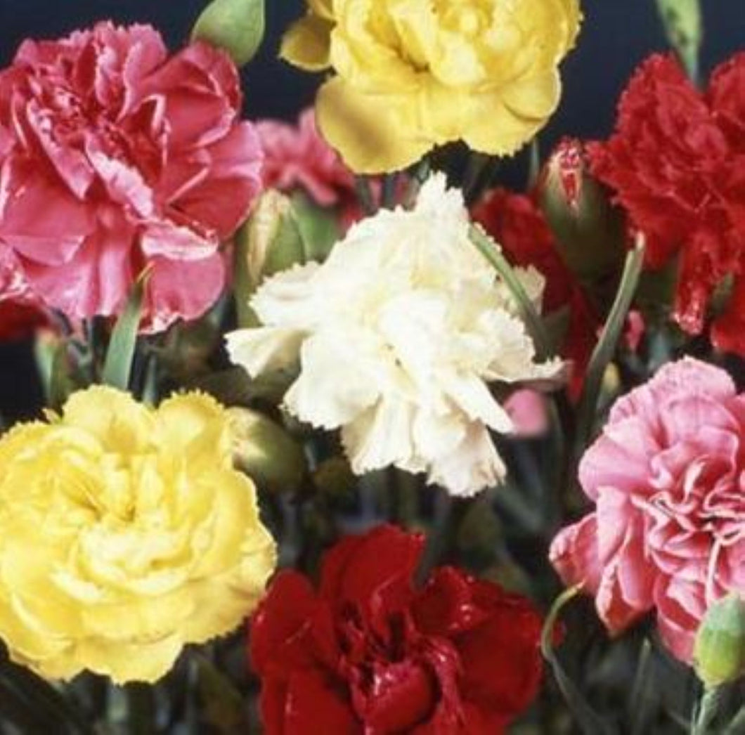 Carnation Flower Seeds