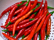 Cayenne Long Slim Hot Pepper Seeds