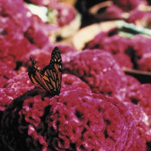 Celosia Cramer Rose Seeds