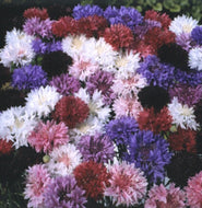 Centaurea Boy Mix Double Bachelor Button Seeds