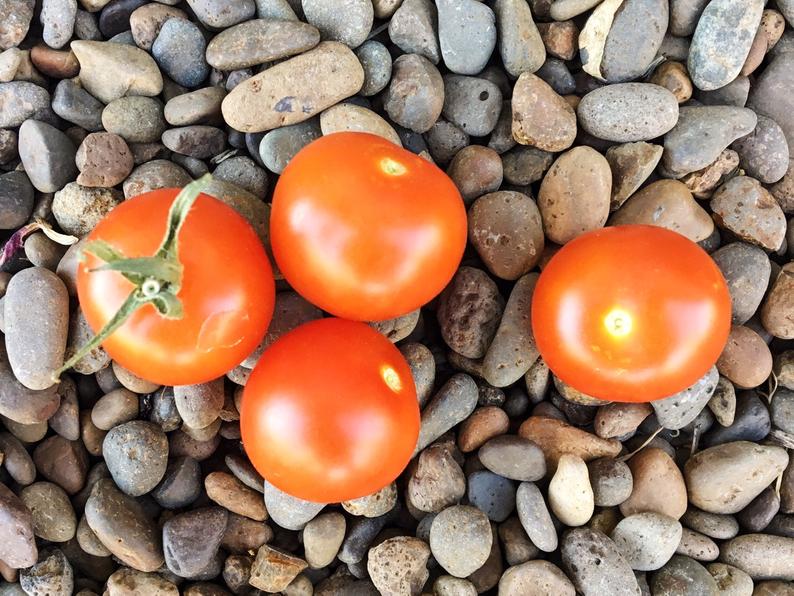 Chadwick Cherry Tomato Seeds