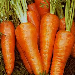 Chantenay Red Core Carrot