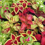 Coleus Seeds