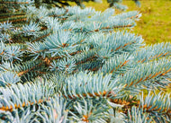 Colorado Blue Spruce Tree Seeds