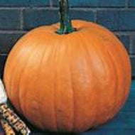 Connecticut Fields Pumpkin