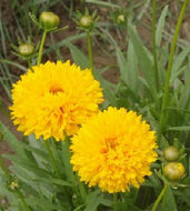 Coreopsis grandiflora Golden Globe Compact Seeds
