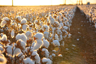 White Cotton Seeds