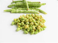 Mississippi Cream Pea Seeds