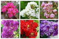 Assorted Crepe Myrtle Color Seeds