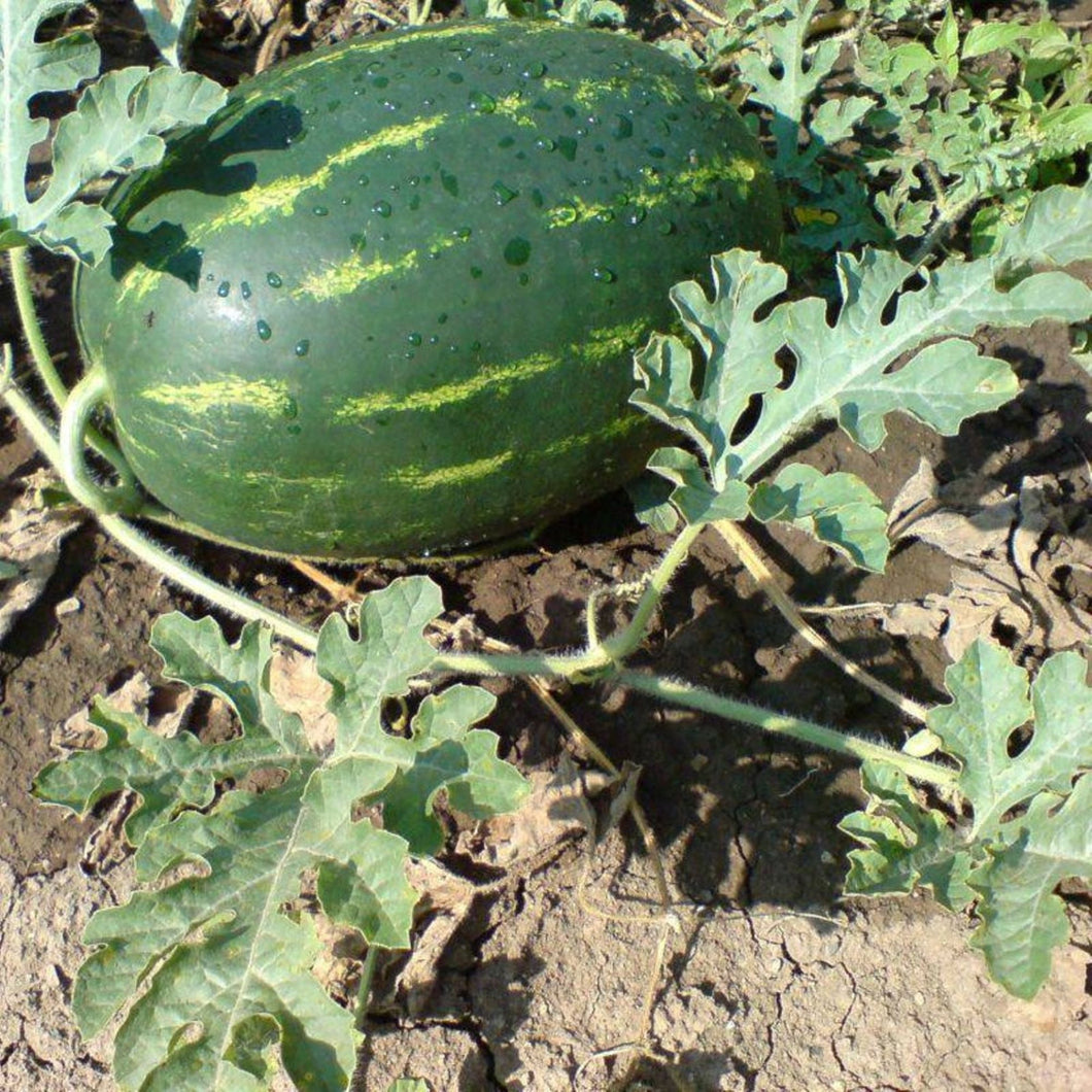 Crimson Sweet Watermelon