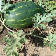 Crimson Sweet Watermelon