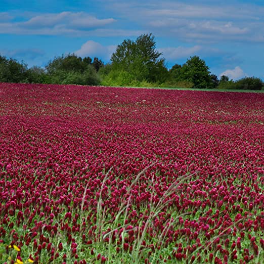 1/2 lb. Crimson Clover Seeds