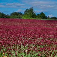 1/2 lb. Crimson Clover Seeds