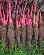 Cropaudine Beet Seeds