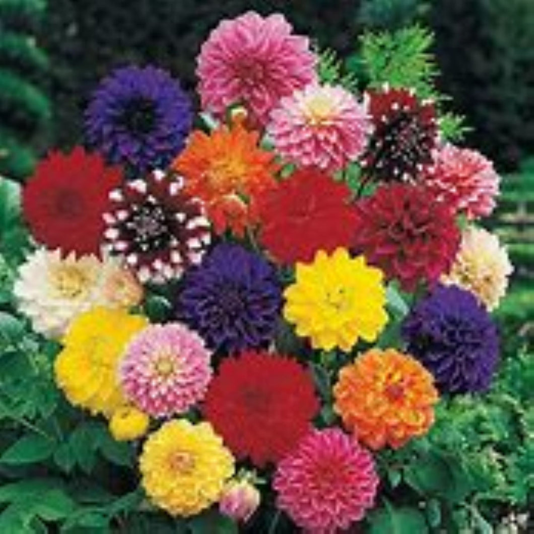 Dahlia Flower Seeds