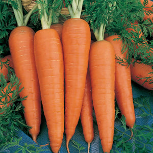 Danver's Half Long Carrot