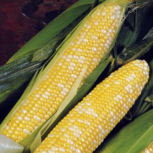 Delectable Corn Seeds