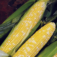 Delectable Corn Seeds