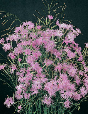 Dianthus superbus Pink Shades Seeds