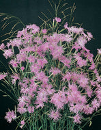 Dianthus superbus Pink Shades Seeds