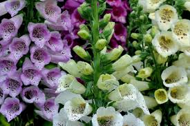 Gaillardia aristata Tokajer Seeds