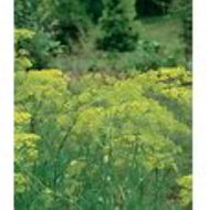 Long Island Mammoth Dill