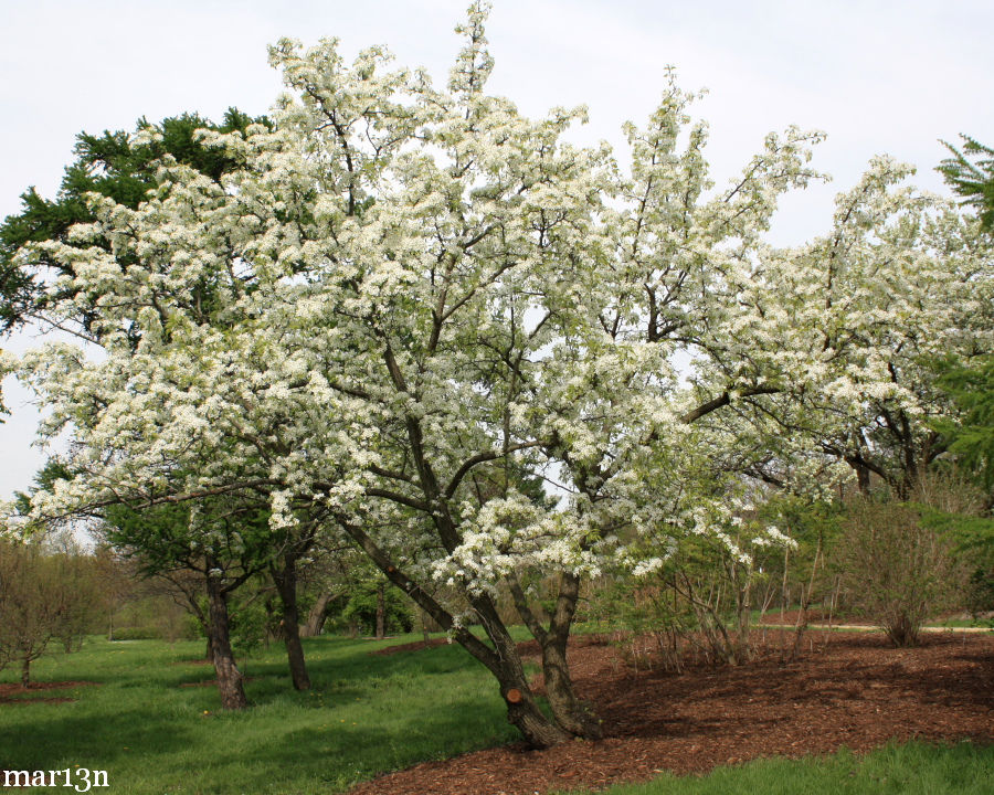 8 Dusky Pear Tree Seeds