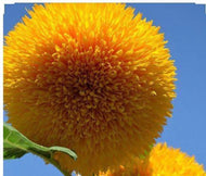 Sunflower Teddy Bear