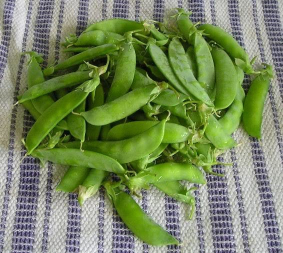 30 Dwarf Grey Sugar Pea Seeds