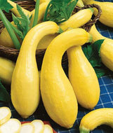 Early Crookneck Squash