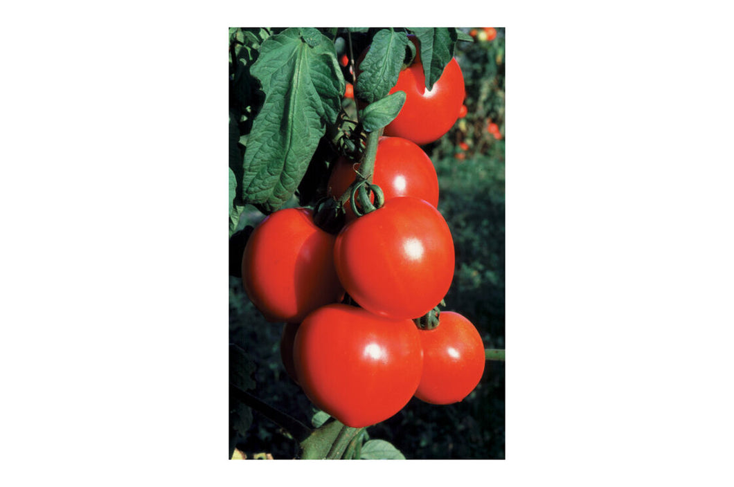 Early Girl Tomato Seeds