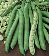 Fava Bean Seeds