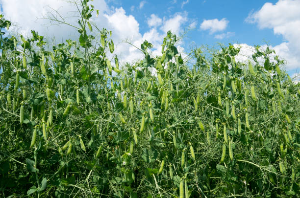 Field Pea Seeds – Sunshine Seed Nursery