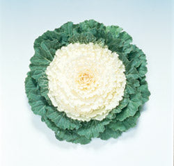 Flowering Cabbage Pigeon White Seeds