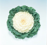 Flowering Cabbage Pigeon White Seeds