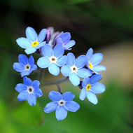 Forget Me Nots