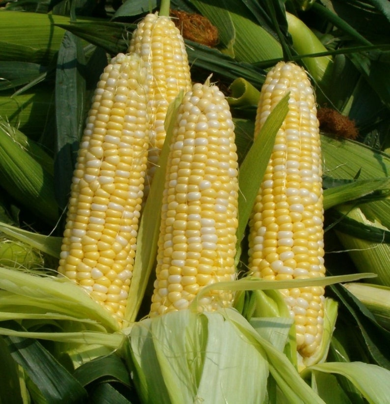 G90 Corn Seeds 1/2 lb.