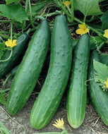 Garden Sweet Burpless Cucumber Seeds