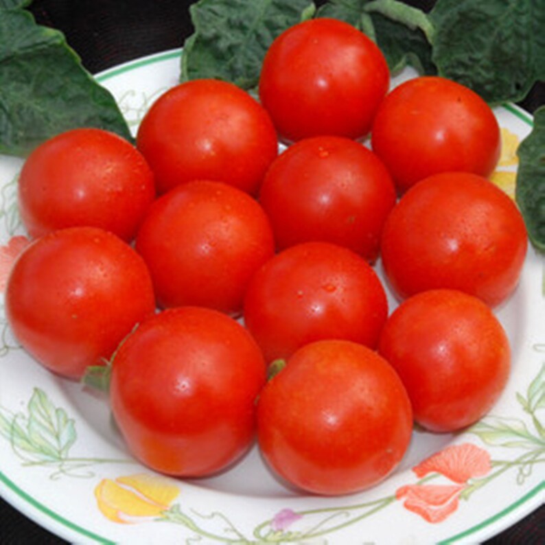 Gardener's Delight Tomato Seeds