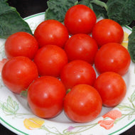Gardener's Delight Tomato Seeds